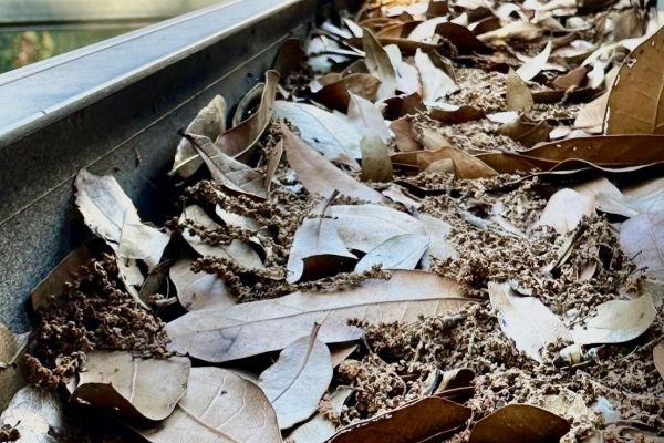 gutter-cleaning-service-company-near-me-in-orlando-fl-033